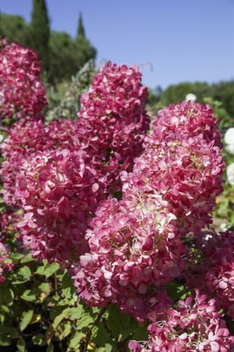 Rispenhortensie 'Diamond Rouge' 100-125 cm Topf Hydrangea paniculata