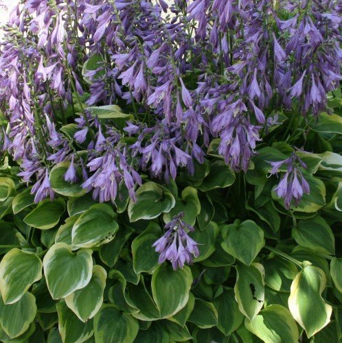 Hosta nakaiana 'Golden Tiara' – Winterhart, Mehrjährig, Pflegeleicht – Funkie – Staude für Garten & Schattenbeet