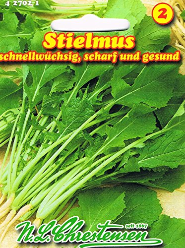 Stielmus Rübstiel schnellwüchsig scharf gesund