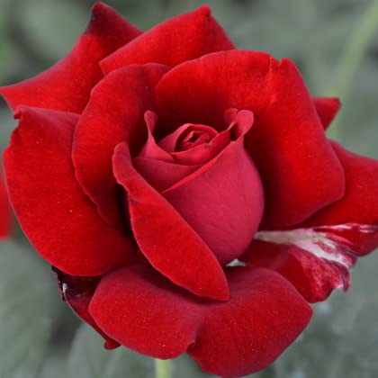Ma Cherie Roses - Don Juan red climbing roses live plants, rose bushes ready to plant, 2 quart pot, roses live plants, climbing roses