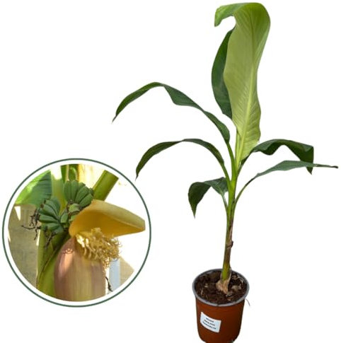 Vivaio Garden Forest MUSA Basjoo Sakhalin (M. japonica) Banano giapponese, Pianta reale, Albero da banane, Pianta da frutto, Banano vero, Banano rustico, Fiori bianchi, Banane non commestibili