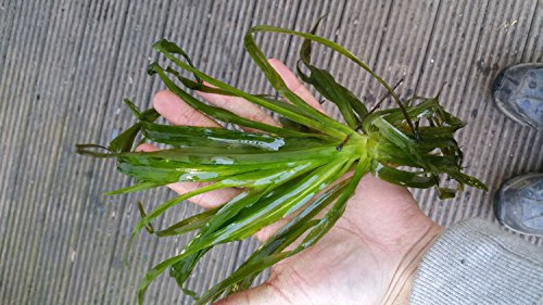 Mühlan Wasserpflanzen 3 Krebsscheren für den Gartenteich, frosthart, Teich