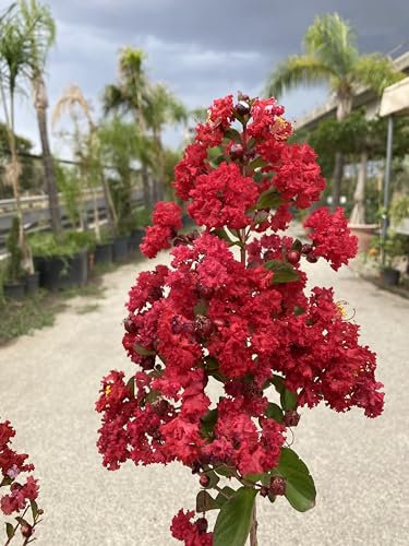 Pianta di Lagerstroemia, vaso 18 Cm - Albero o arbusto ornamentale deciduo