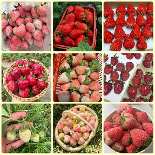 Semillas de fresa, resistentes para el jardín semillas orgánicas resistentes para contenedores 500pcs