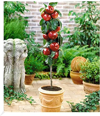 BALDUR Garten Befruchtersorte Apfel 'Gala', 1 Pflanze, essbare Früchte, Säulenapfel Säulenobst winterhart, platzsparende Säule für kleine Gärten, Balkone & Terrassen, blühend, Malus domestica