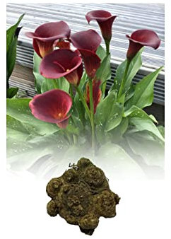 1 Zantedeschia Majestic Red Calla (Arum) Lily Bulb/Rhizome Size 22/- Summer Flowering Perennial : - by GARTHWAITE NURSERIES® : - UK Stockist