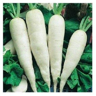 Portal Cool 10 Semi Rapa ortaggio invernale Duro Bianco Leguminose Rapa