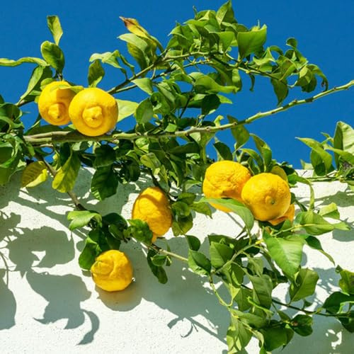 semi di limone, da frutto semi di esotico frutteto frutto colonnare raro da colonnari vecchie varietà nani, resistenti limone colonnari 40pcs