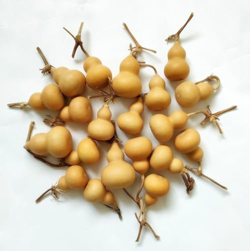 Pequeñas calabazas secas, decoración decorativa de escritorio sin terminar, calabaza seca original para manualidades de bricolaje (pequeño-15 piezas)