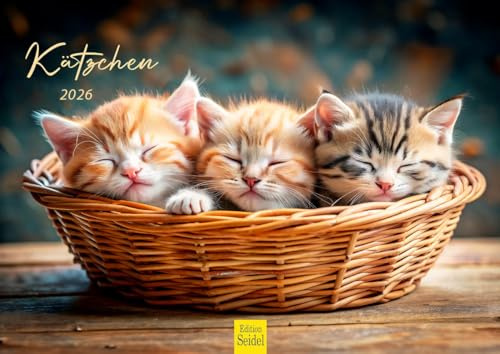 Edition Seidel Calendario prémium 2026 DIN A4, calendario de pared, calendario para gatos, gatos, gatos, niños, gatitos, animales y mascotas