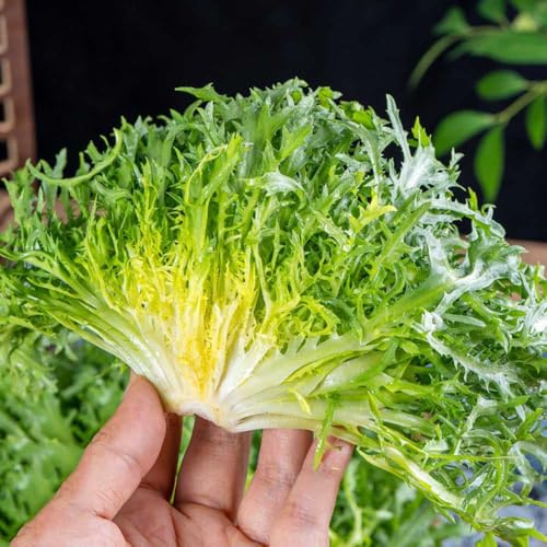 comprare indivie rampicanti esotiche semi di indivia decorazioni da giardino per esterni da orto aromatiche giardino verdi biologiche esotiche semi di per 250semi