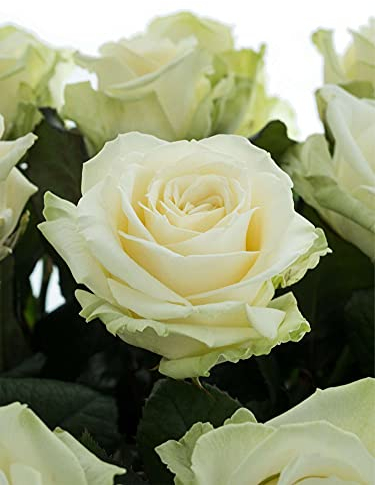 10 weiße Rosen im Bund - frische echte Stiele in Premium-Qualität - 60 cm – Frischegarantie