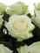 10 weiße Rosen im Bund - frische echte Stiele in Premium-Qualität - 60 cm – Frischegarantie