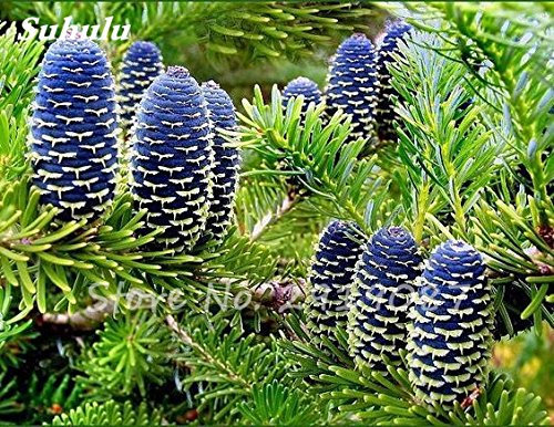 50 Semillas Abeto Nordmann Coreano (Árbol de Navidad, Coníferas) - Abies Tree House Garden Bonsai plantando semillas frescas en el aire, 1