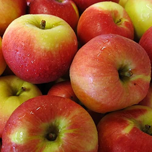 Pianta vera di Melo Annurca - Diametro Vaso Ø 20 cm