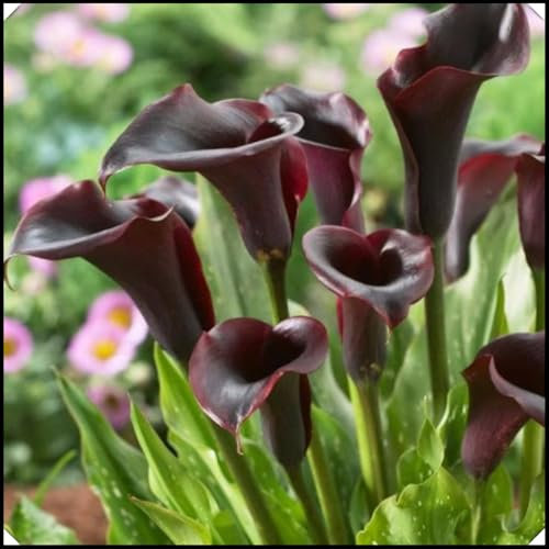 Calla Lily Bulbs,Calla Lily Plants Live(Ornamental Flowers,Hardy Perennial,Plant Bulbs,Garden Flowers,Wedding Flowers)-6bulbs-a