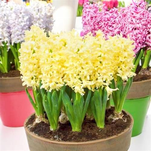 Hyazinthenzwiebeln Winterhart,Hyazinthenblüten Hyazinthe Kaufen Hyazinthen Pflanzen Winterhart,Gärten Geschenk bereit MehrjäHrige Knollenpflanze Im Topf Pflanzen-2zwiebeln-c