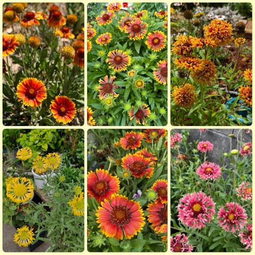 Semillas de escarapela, semillas de Gaillardia, exóticas Gaillardia pulchella, resistentes 600pcs
