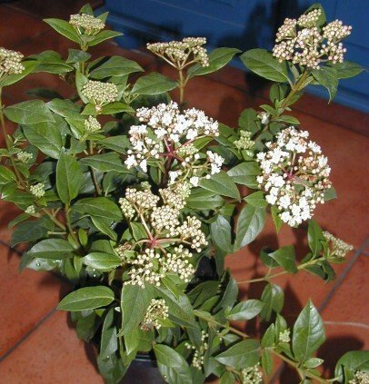Mittelmeerschneeball, Viburnum tinus Eva Price 30-40 cm hoch im 3 Liter Pflanzcontainer