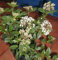Mittelmeerschneeball, Viburnum tinus Eva Price 30-40 cm hoch im 3 Liter Pflanzcontainer