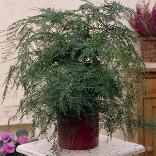 Asparagus Plumosus Plante d’Intérieur – Plante Vivante Supérieure Intérieur Bureau en pot de 12 cm