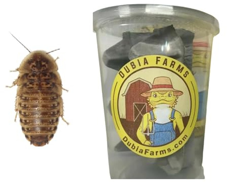 100 Extra Small Live Dubia Roaches in Container Live Reptile Food for Bearded Dragons Turtles Lizards Frogs & Toads Feeder Insects
