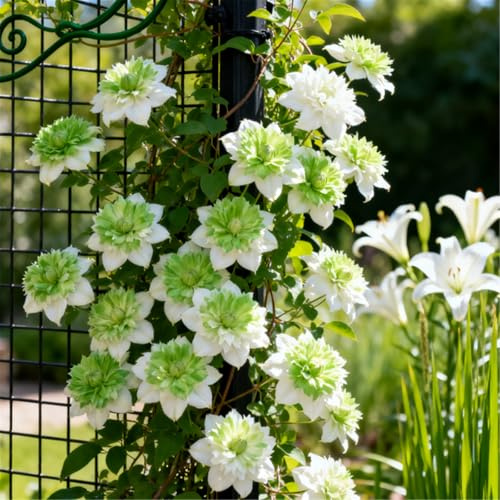 Especial para Arcos/Clemátide/Muy Ornamental/Rizoma de clemátide-8 PCS-A