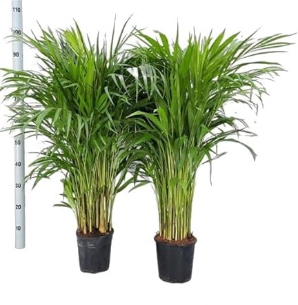 Dypsis Lutescens - Pack 2 Unidades 100cm - Plantas Vivas - Palmeras de Interior Naturales