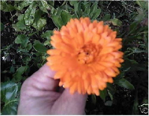 Just Seed - Flower - Calendula officinalis - Pot Marigold - 1000 Seeds