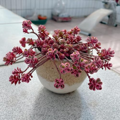 semi resistenti di di sedum,decorazioni per davanzali,da piantare decorazione da giardino,molto adatta alle e agli insetti 250pcs