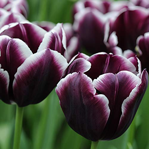 Weather Resistant Tulip Hardy Bulb Plant with Dark Purple and White Blooms Guaranteed First Year Flowering, 16 x Tulip Jackpot Bulbs by Thompson and Morgan
