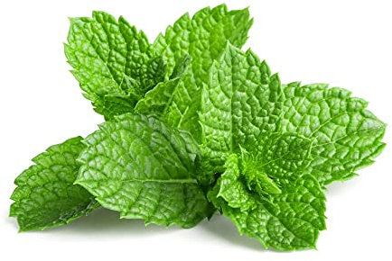 Garden Mint Plants, 12 x Plug Plant Pack, Mint Plants, Herbs, Fresh Produce, Garden Ready and Ready to Plant, Indoor or Outdoor, Premium Quality Herbs