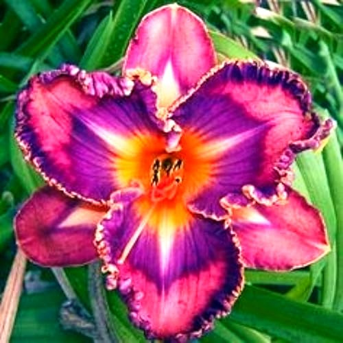 Hemerocallis de crecimiento rápido con estilo natural para decoración exterior-3Bulbos-V