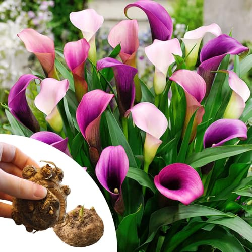 Pasja Calla Lilies Flower Bulbs - 3 Bulbs per Pack - Attracts Butterflies and Hummingbirds - Deer Resistant - Good as Cut Flowers - Grows Well in Containers - Perennializing - Live Plant Garden