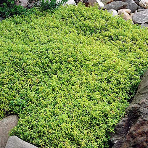 PERZOE 700Pcs Creeping Thyme Seeds Ground Cover Carpet Perennial Flowering Garden Plant Decor Rock Cress Seeds Green