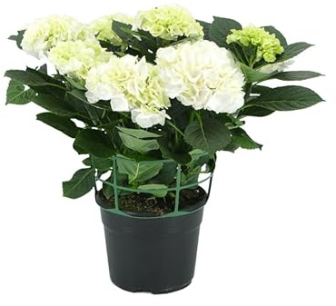 Hortensia Blanca Natural – Planta de Fácil Cuidado y Alta Durabilidad