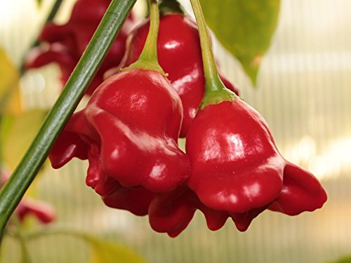 10 Graines de Piment Bishops Crown (Glockenchili) – forme bizarre, bon rendement