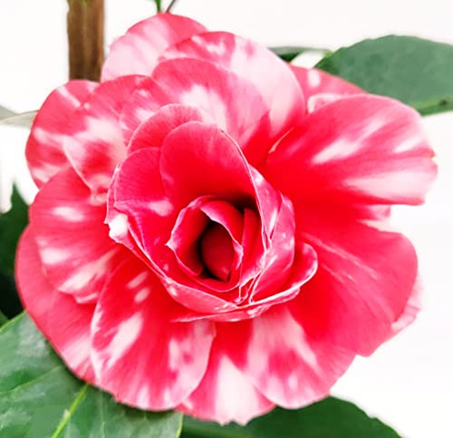 POWERS TO FLOWERS - CAMELIA JAPONICA BICOLORE EREBO, VASO 15CM diametro, altezza 40/50cm, pianta vera
