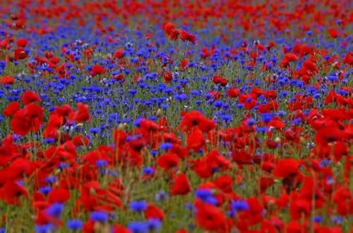50 qm Mohnwiese Blaue Kornblume & Roter Klatschmohn MIX Bienenweide Insektenwiese rote und blaue Blumenlandschaft 50 qm = 25 Gramm reines Saatgut