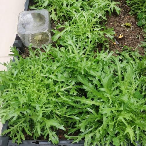 semillas de lechuga orgánica - resistentes para balcones 100pcs