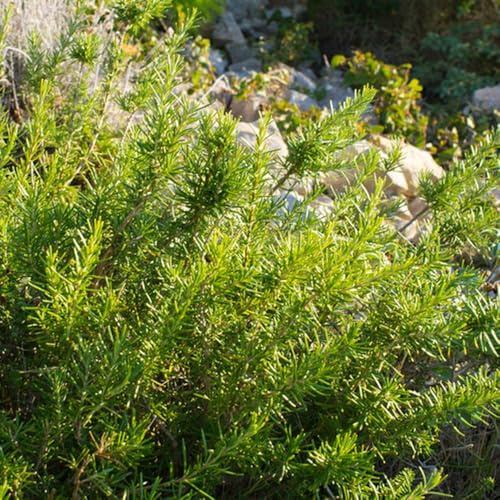 Semillas de ajedrea, silvestres resistentes bancal elevado de interior exóticas jardín balcón invernadero 300pcs