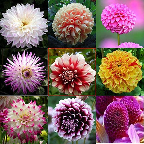 Dahlien Knollen Winterhart Mix Geschenke FüR Gartenliebhaber Blumen Garten Zwiebeln Dahlia Dahlie Blumenzwiebel Indoor Garden Hydrokultur Pflanzen Zimmerpflanzen Pflanztopf 10Stück