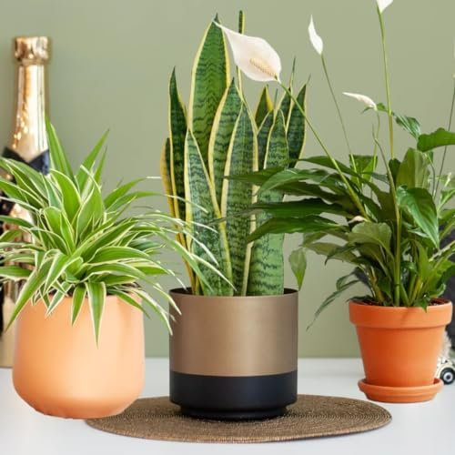 Air Purifying Plant Collection 3 Indoor House Plants Snake Plant, Peace Lily, Spider Plant, Perfect for Cleaning Air at Home in Office, 3X 12cm Pots One of Each Houseplants