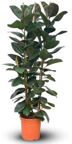 Attitude Garden - Ficus elastica Robusta - gummiväxt - 170-190 cm - ⌀ 30 cm - krukväxt