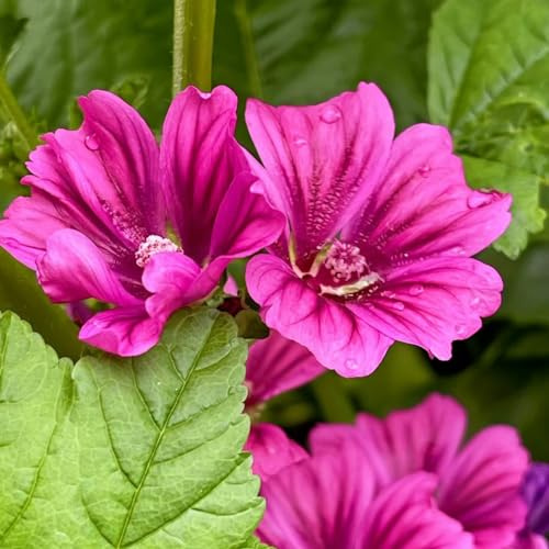 semillas de malva, resistente interior decorativas jardín balcón 1000pcs
