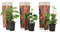 Plant in a Box - Rubus 'Baie de Tay' - Set de 3 - Croisement entre la mûre et la framboise - Fruits rouge foncé - Plante de jardin à feuilles caduques - Pot 9cm - Hauteur 25-40cm