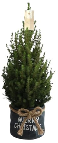 Árbol de Navidad pequeño en bolsa azul Feliz Navidad - Picea Glauca Conica - 60-70cm - Ø19cm - Planta de jardín