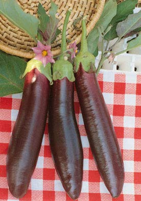 Salerno Seeds Ichiban CIMA Viola Melanzana Eggplant 4 Grams Made in Italy Italian Non-GMO