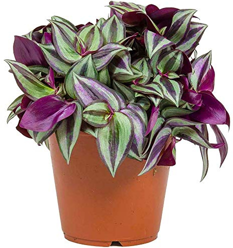 Tradescantia Zebrina Purpurina Amor de Hombre para Oficina Casa (15-25 cm con Maceta)