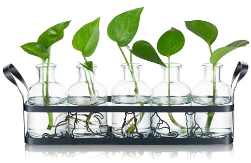 Sziqiqi Propagation Stationen Hydroponik Pflanzer Vase - Glas Jar Propagation mit Metall Ständer für Hydroponik Pflanzen Stecklinge Schwarz Desktop Vase Moderne Glas Terrarium für Büro Home